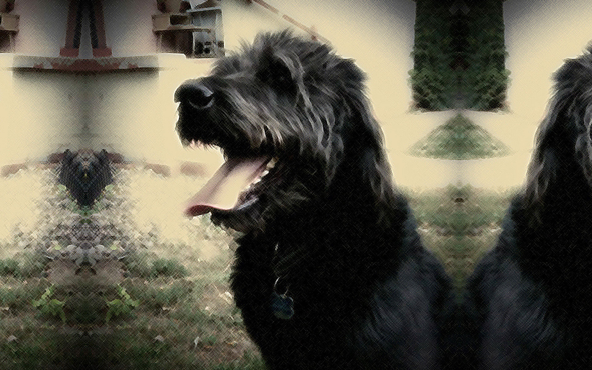 Jasper's Glamor Shot &bull; Labradoodle