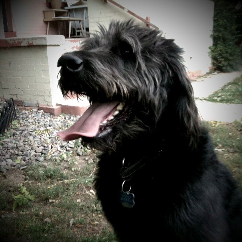 Jasper's Glamor Shot &bull; Labradoodle